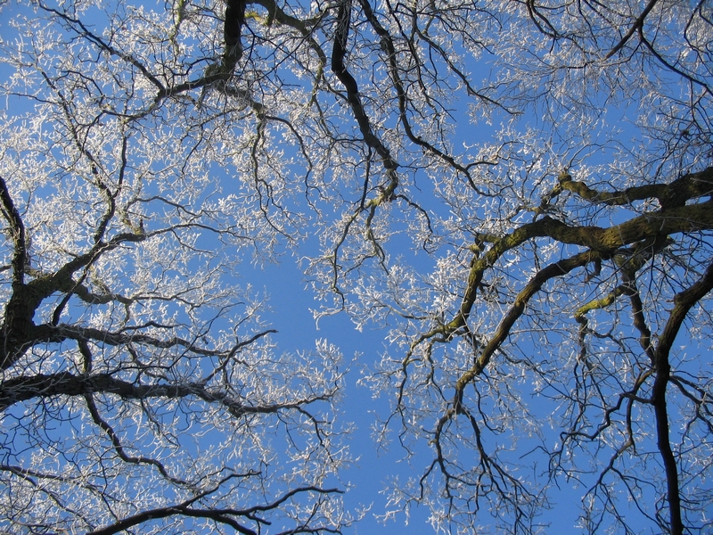Clingendael