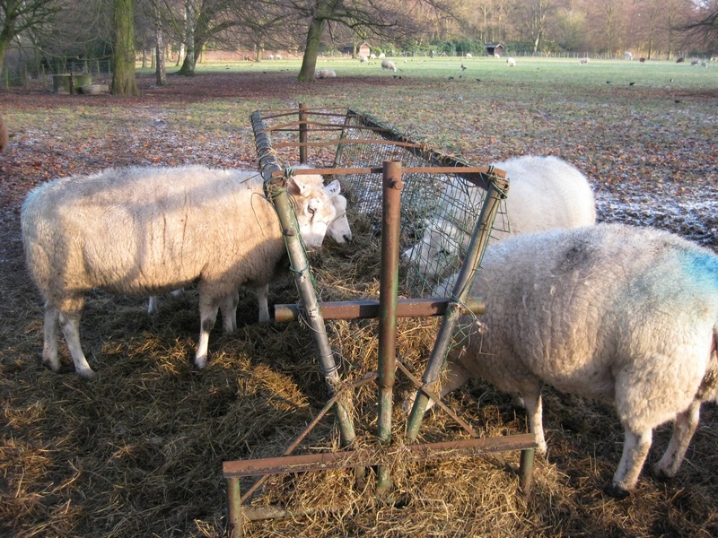 Clingendael