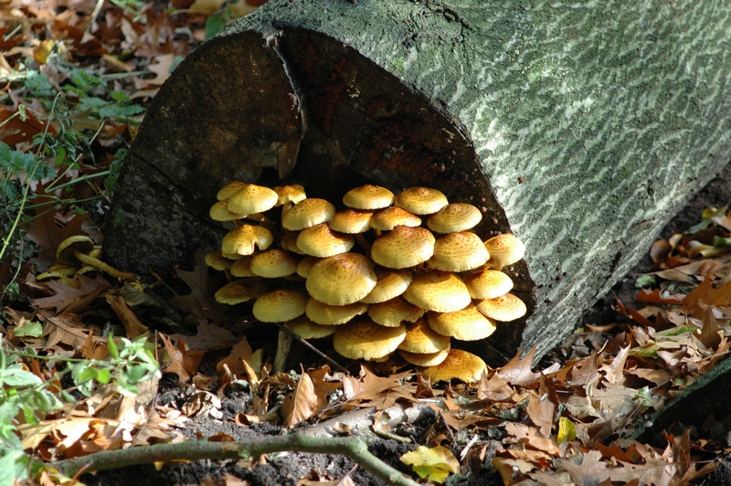 Clingendael