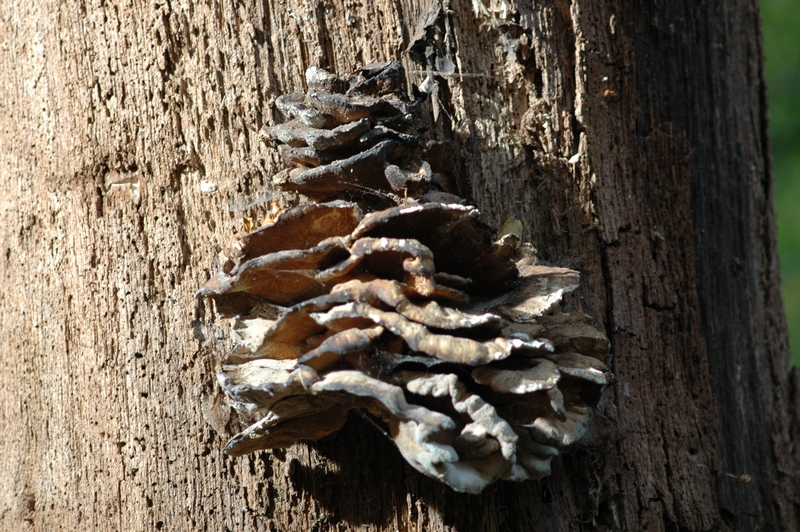 Clingendael