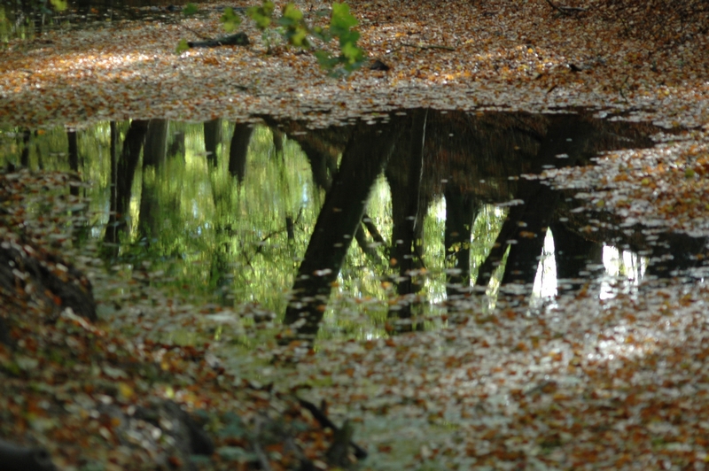 Clingendael